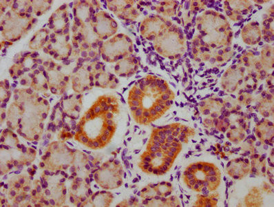 Phospho-GSK3 alpha/beta (Tyr216, Tyr279) Antibody in Immunohistochemistry (Paraffin) (IHC (P))