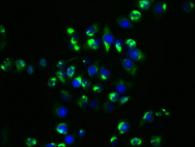 HSP90 alpha Antibody in Immunocytochemistry (ICC/IF)