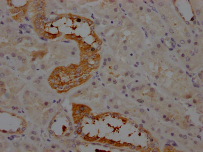 Angiotensinogen Antibody in Immunohistochemistry (Paraffin) (IHC (P))