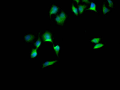 SOX10 Antibody in Immunocytochemistry (ICC/IF)