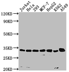 CDK4 Antibody in Western Blot (WB)
