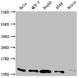 Thioredoxin 1 Antibody in Western Blot (WB)