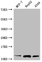 Thioredoxin 1 Antibody in Western Blot (WB)