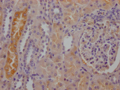 RBP4 Antibody in Immunohistochemistry (Paraffin) (IHC (P))