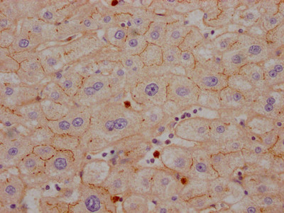 CEACAM1 Antibody in Immunohistochemistry (Paraffin) (IHC (P))