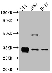 Cyclin D1 Antibody in Western Blot (WB)