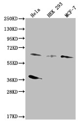 SMAD4 Antibody in Western Blot (WB)
