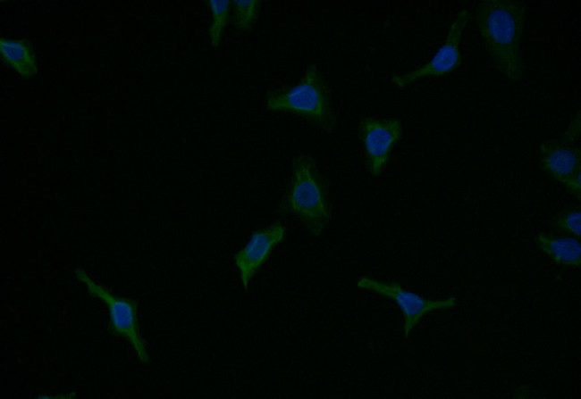Caspase 9 Antibody in Immunocytochemistry (ICC/IF)