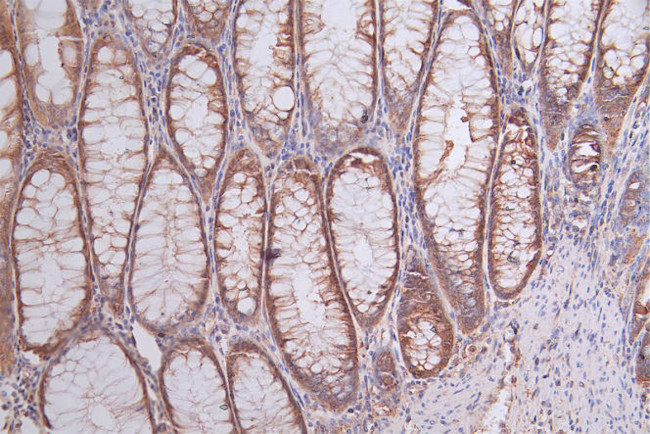 HSP90 beta Antibody in Immunohistochemistry (Paraffin) (IHC (P))