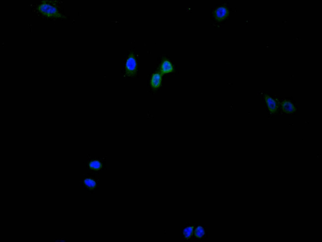 Histone H3 Antibody in Immunocytochemistry (ICC/IF)
