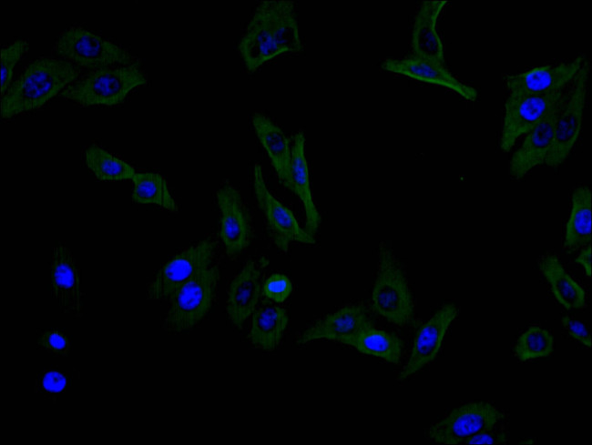 CD13 Antibody in Immunocytochemistry (ICC/IF)