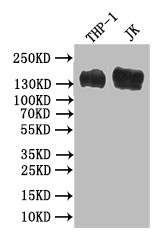 CD31 Antibody in Western Blot (WB)