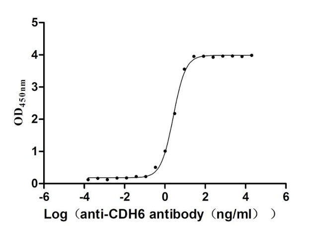 K-cadherin Antibody in ELISA (ELISA)