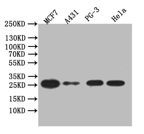 Galectin 3 Antibody in Western Blot (WB)
