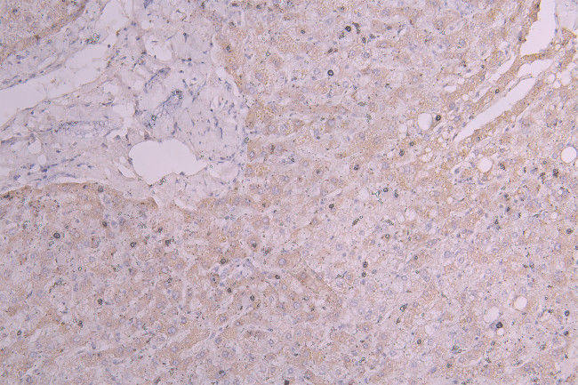 KIM-1 Antibody in Immunohistochemistry (Paraffin) (IHC (P))