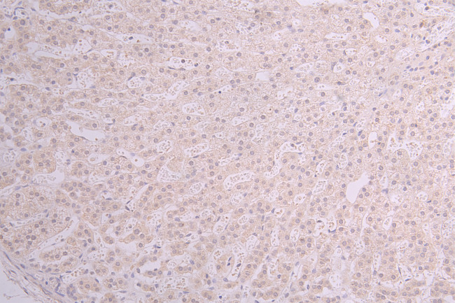 AOC3 Antibody in Immunohistochemistry (Paraffin) (IHC (P))