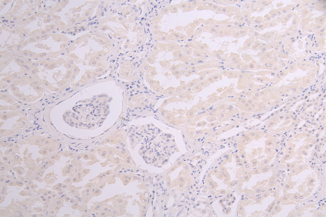 Sclerostin Antibody in Immunohistochemistry (Paraffin) (IHC (P))