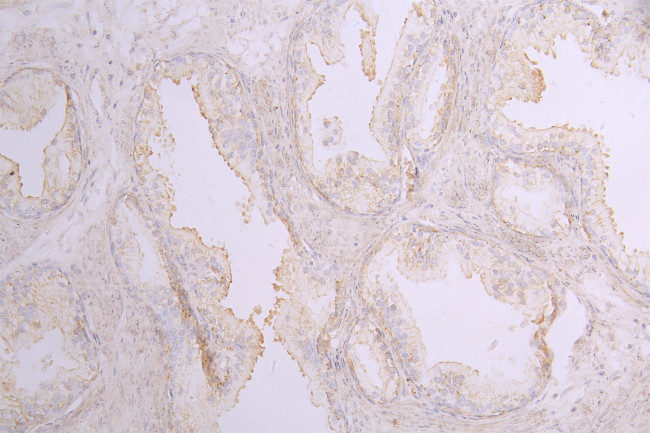 GDF15 Antibody in Immunohistochemistry (Paraffin) (IHC (P))