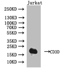 CD3d Antibody in Western Blot (WB)