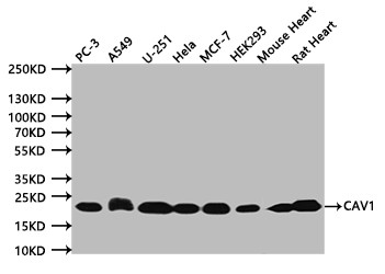 Caveolin 1 Antibody in Western Blot (WB)