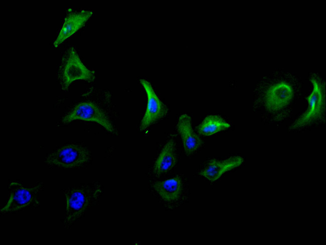 Ly-6E Antibody in Immunocytochemistry (ICC/IF)
