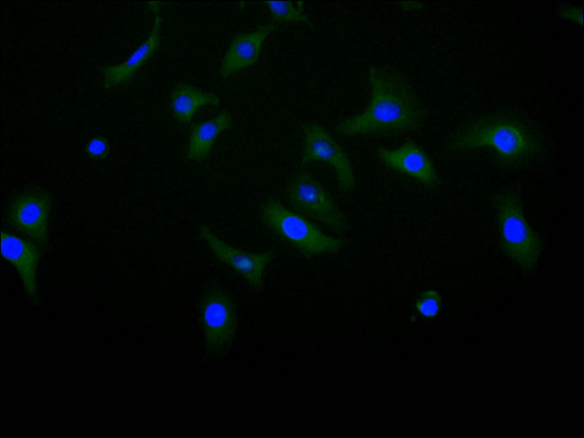 CDH11 Antibody in Immunocytochemistry (ICC/IF)