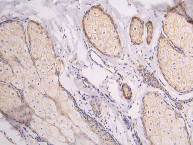 LILRA4 Antibody in Immunohistochemistry (Paraffin) (IHC (P))