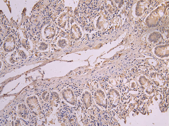 ERAL1 Antibody in Immunohistochemistry (Paraffin) (IHC (P))