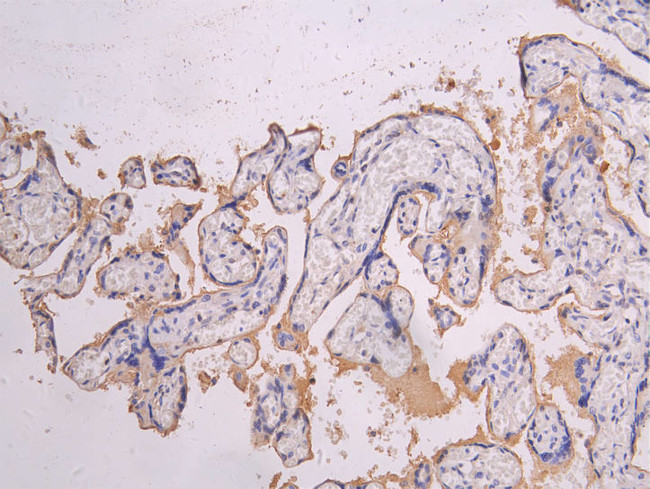 HTRA1 Antibody in Immunohistochemistry (Paraffin) (IHC (P))
