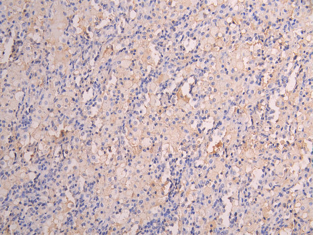 FCGRT Antibody in Immunohistochemistry (Paraffin) (IHC (P))