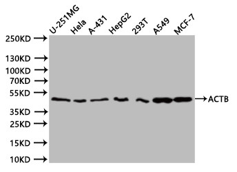 beta Actin Antibody in Western Blot (WB)