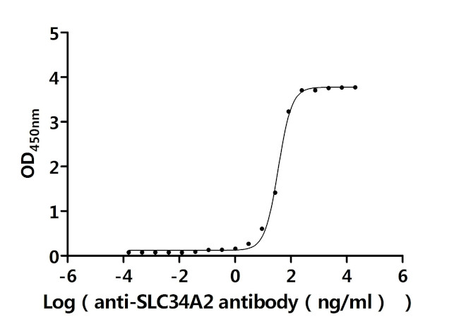 SLC34A2 Antibody in ELISA (ELISA)