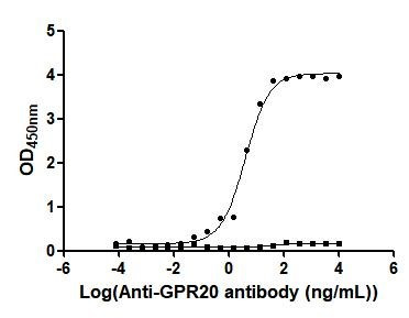 GPR20 Antibody in ELISA (ELISA)