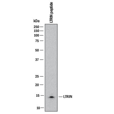 LTRIN Antibody in Western Blot (WB)