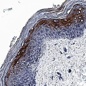 IFNK Antibody in Immunohistochemistry (Paraffin) (IHC (P))