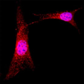 ABI1 Antibody in Immunocytochemistry (ICC/IF)
