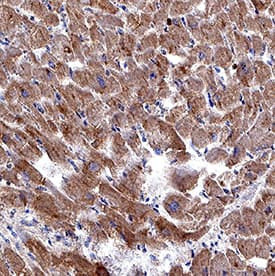 RXFP2 Antibody in Immunohistochemistry (Paraffin) (IHC (P))