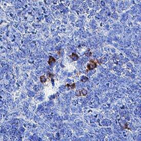 Interferon alpha-4 Antibody in Immunohistochemistry (Paraffin) (IHC (P))