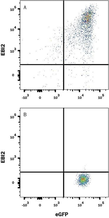 GPR183 Antibody in Flow Cytometry (Flow)