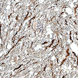 HTR1D Antibody in Immunohistochemistry (Paraffin) (IHC (P))