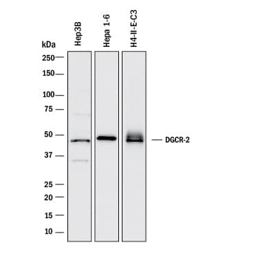 DGCR2 Antibody in Western Blot (WB)