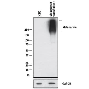 Opsin 4 Antibody in Western Blot (WB)