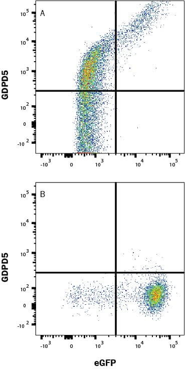 GDPD5 Antibody in Flow Cytometry (Flow)