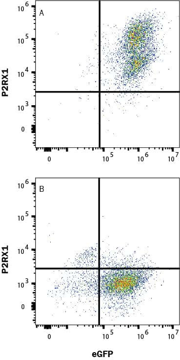 P2X1 Antibody in Flow Cytometry (Flow)