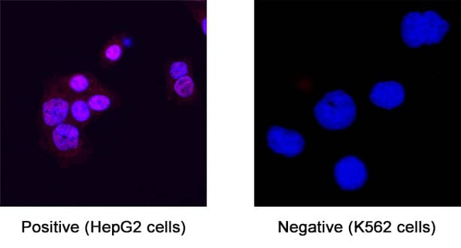 NR5A1 Antibody in Immunocytochemistry (ICC/IF)