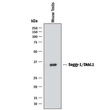 DKKL1 Antibody in Western Blot (WB)