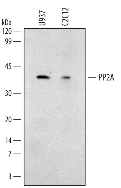 PP2A alpha Antibody in Western Blot (WB)