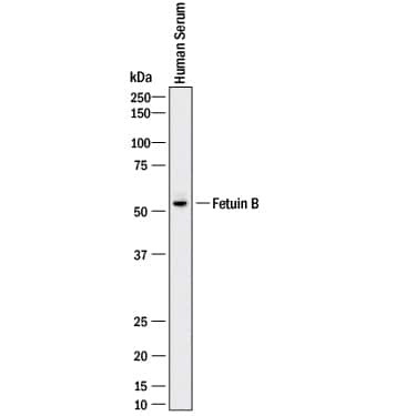Fetuin B Antibody in Western Blot (WB)