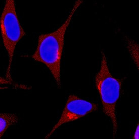 SHP-1 Antibody in Immunocytochemistry (ICC/IF)