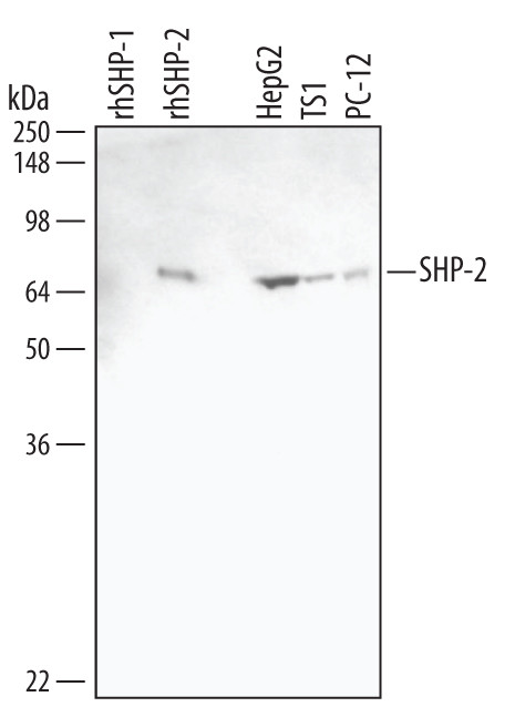 SHP2 Antibody in Western Blot (WB)